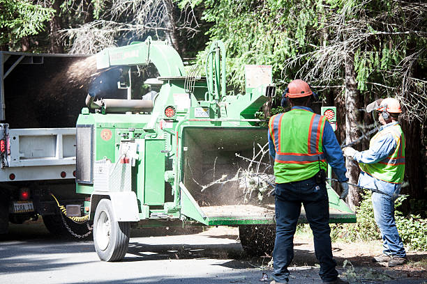 Best Lot and Land Clearing  in Lton, IN